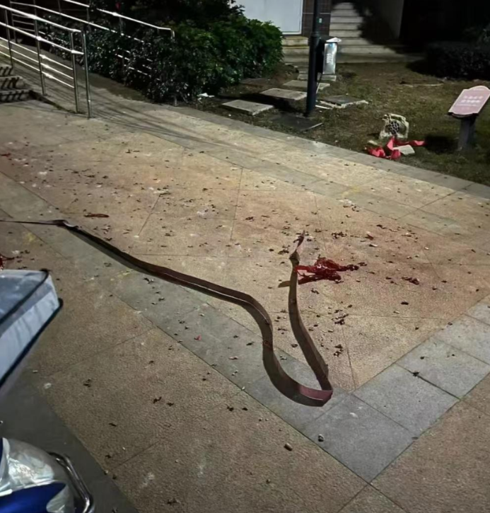 被这种咬了挂什么科！哈哈哈哈 [大笑][大笑][大笑][大笑][大笑]