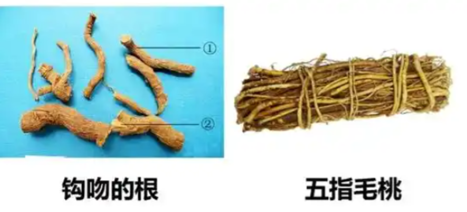 广东阿姨煲汤喝后10分钟中毒身亡，家属调查发现，所谓“海风藤”竟是毒性极强的断肠