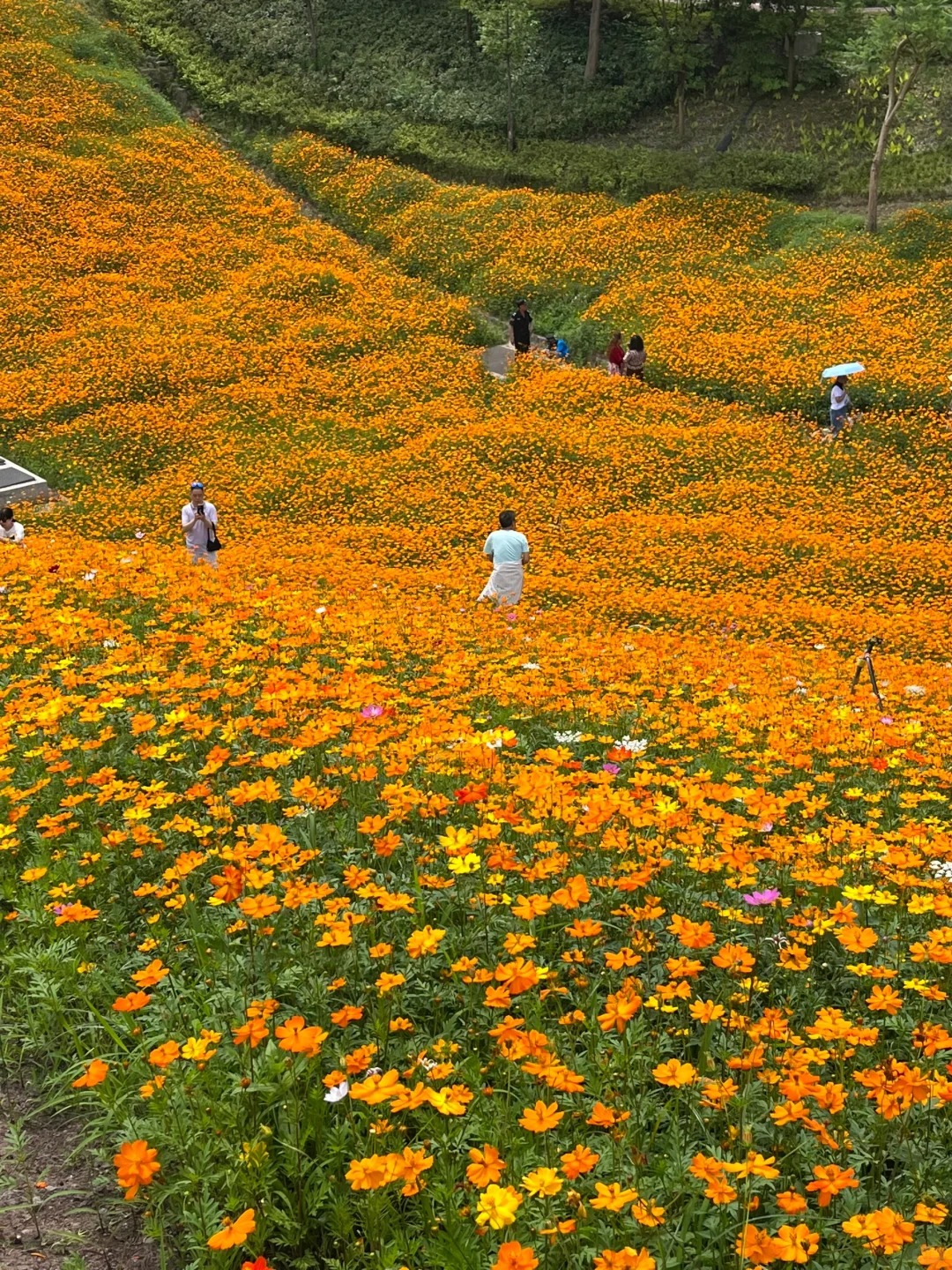 这就是live图存在的意义吧！溉澜溪小黄花🌼
📍位置：溉澜溪体育公园

路过