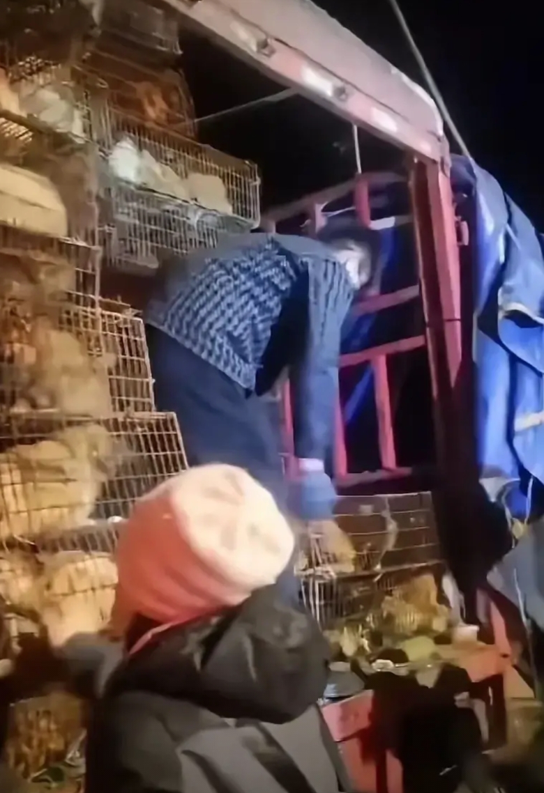 志愿者拦截运狗货车是在严重危害社会秩序

近日不断曝出爱狗人士、动协上高速拦截运