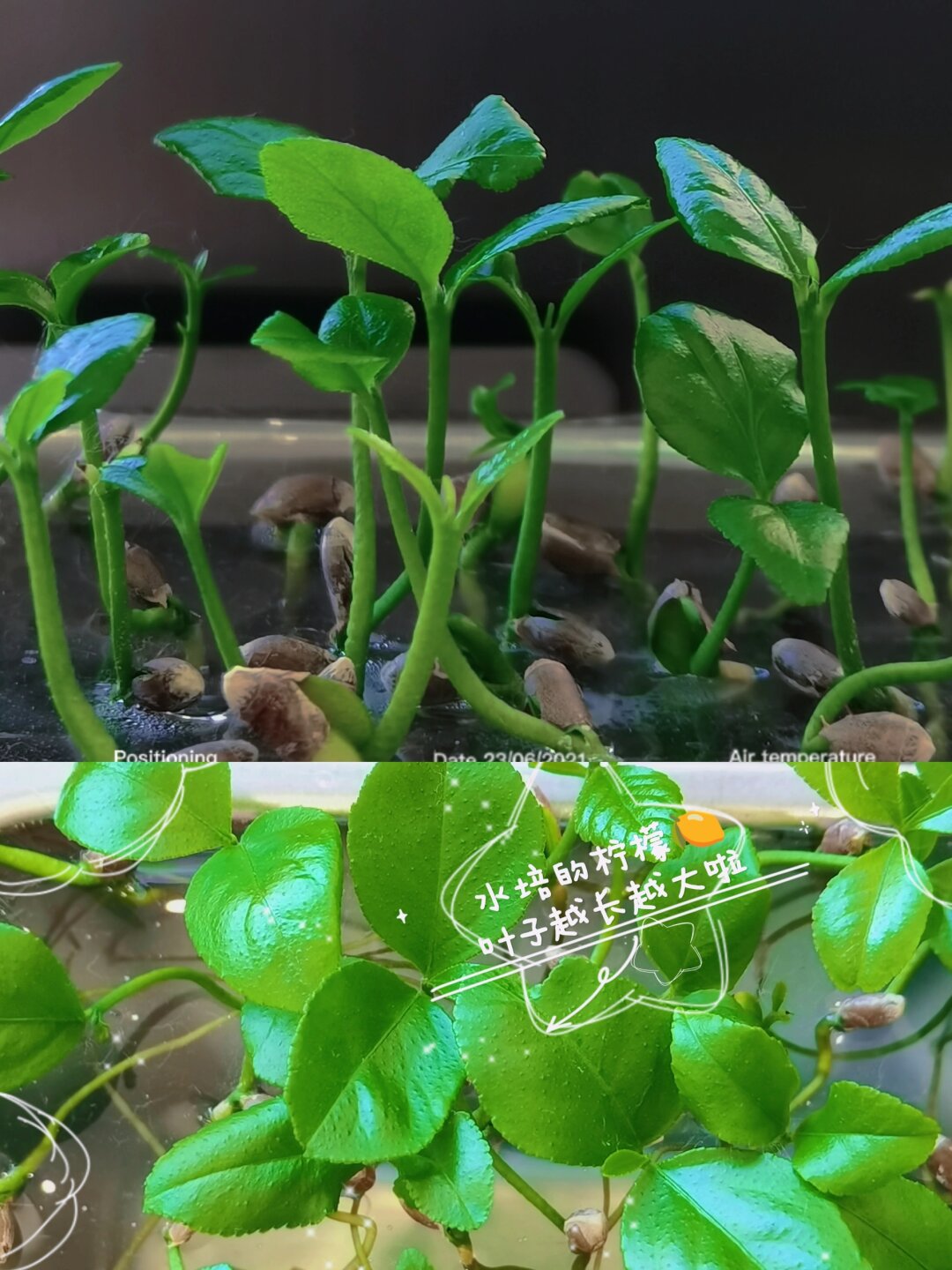 水培柠檬小记🍋绿意盎然的小角落

对于我这个园艺小白来说，养植物总是充满了挑战