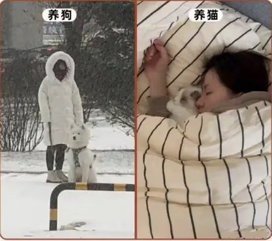 养狗VS养猫的区别