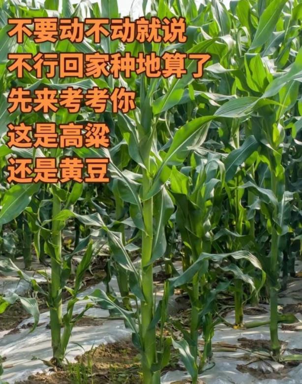 别再动不动说不行就回家种地就算了，来考考你，这是什么