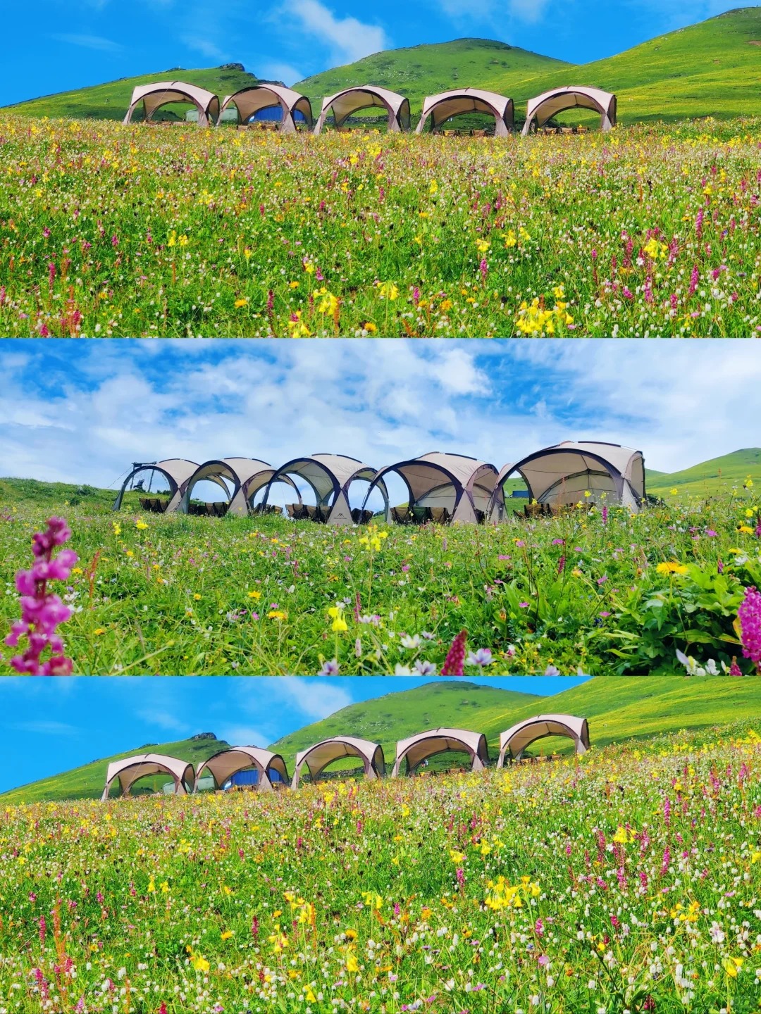 九顶山 | 独家球帐营地已安排，只等你来
又是一年花开季🌸🌸🌸
九顶山花海