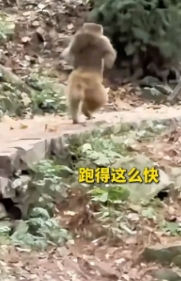 贵州贵阳，网友偶遇网红猴子“来福”，原本走的还很悠闲，但被认出来后，不料撒丫子就