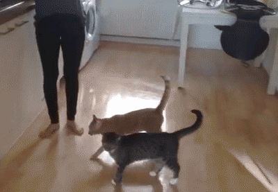 猫的每一次跳跃都是经过严格计算的