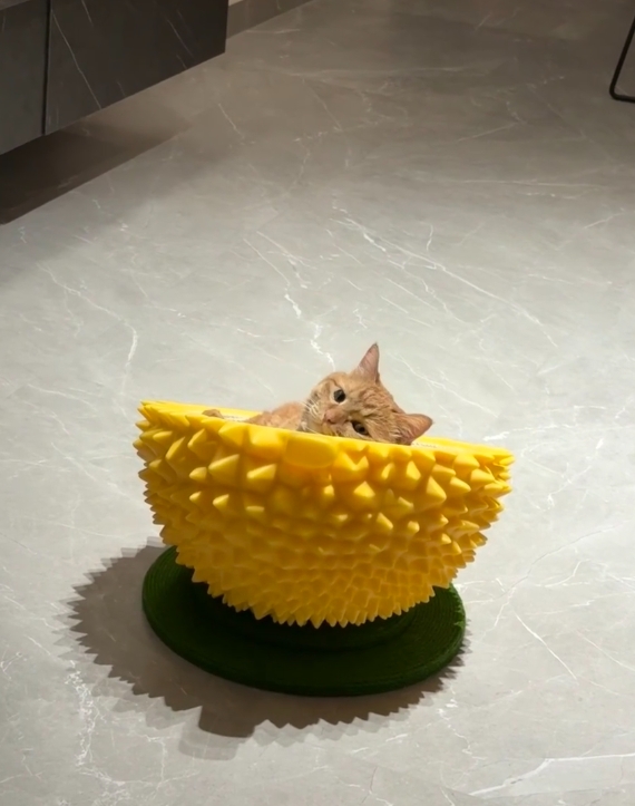 句句有回应的猫，钵钵鸡的眼神真的好搞笑。