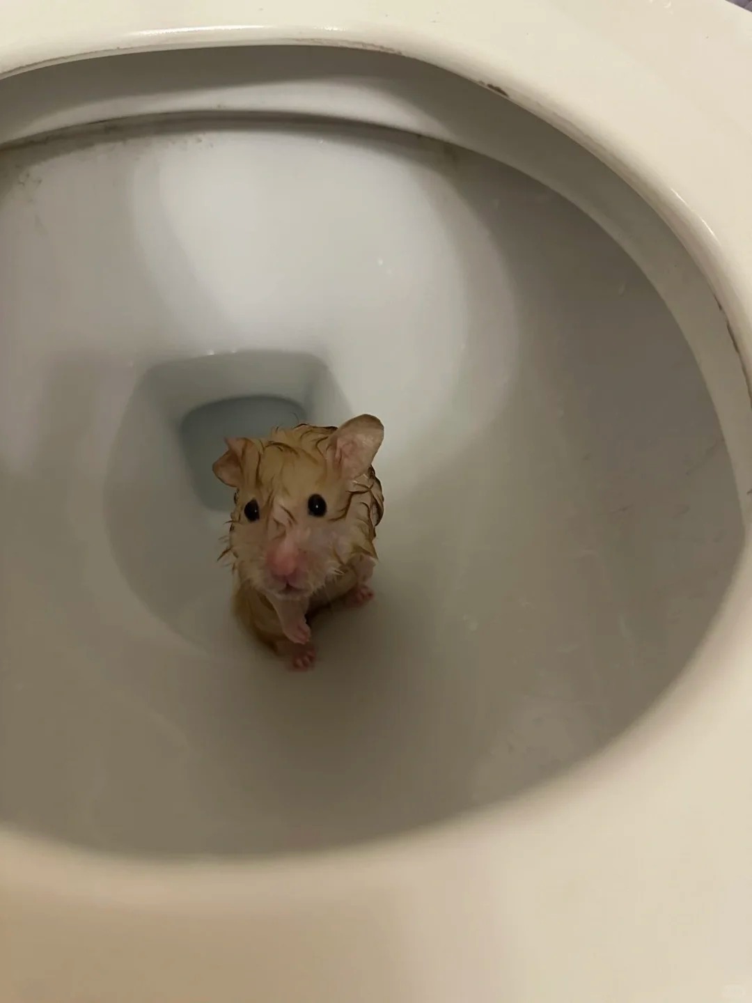 麻麻桑，瓦达西掉厕所了😭