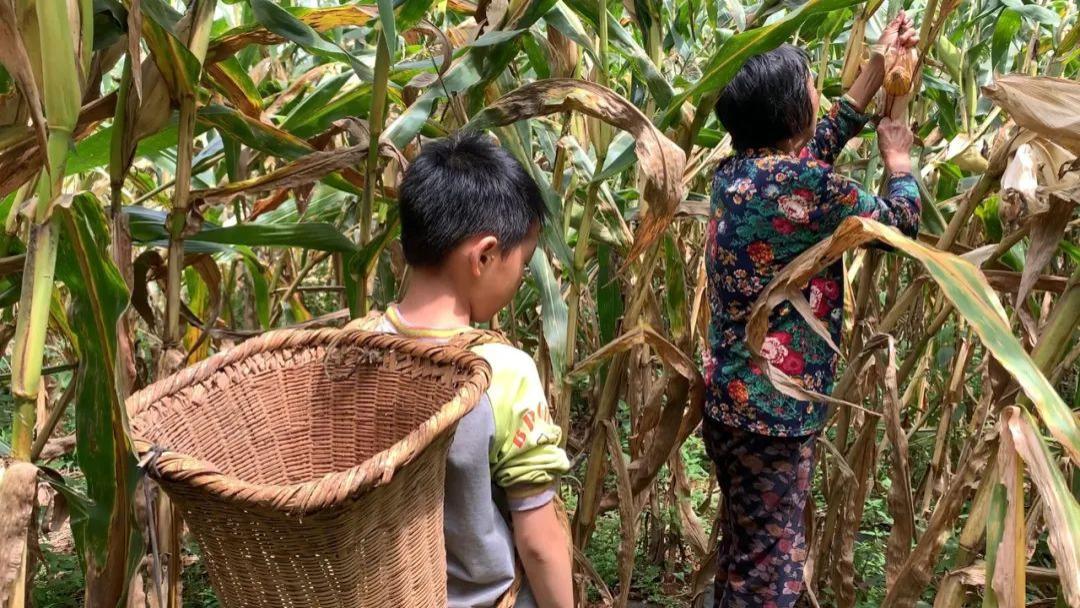 妈妈离开，重病老人坚持种地供孙子读书：我不拼命孩子就没希望