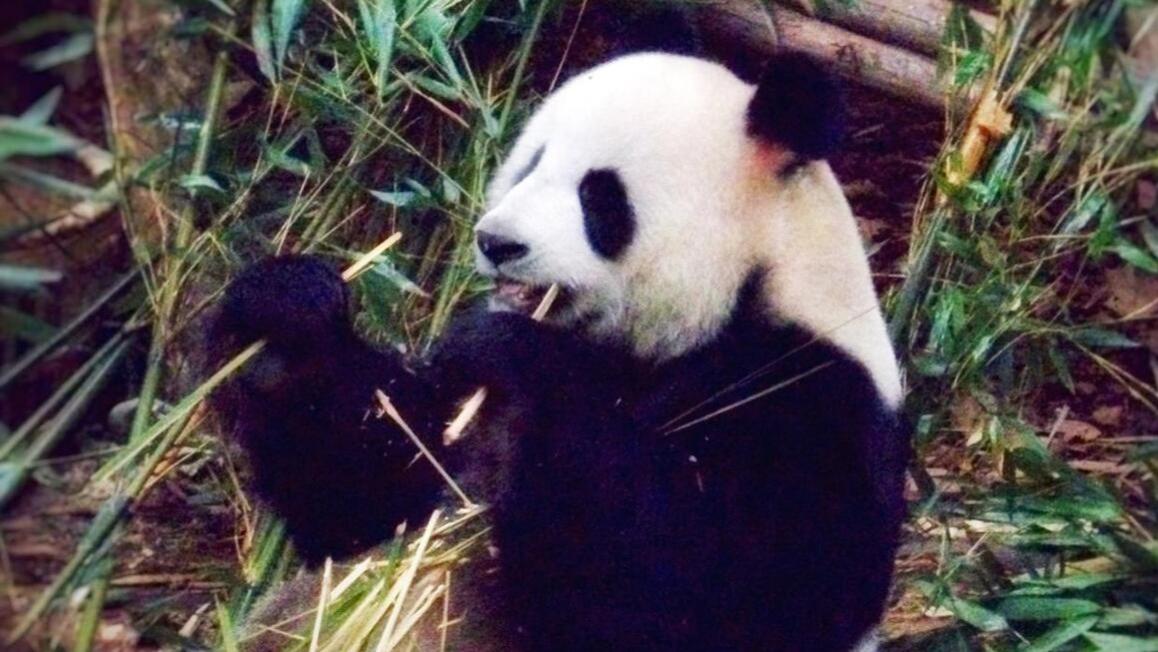 成都游玩好玩景点路线推荐