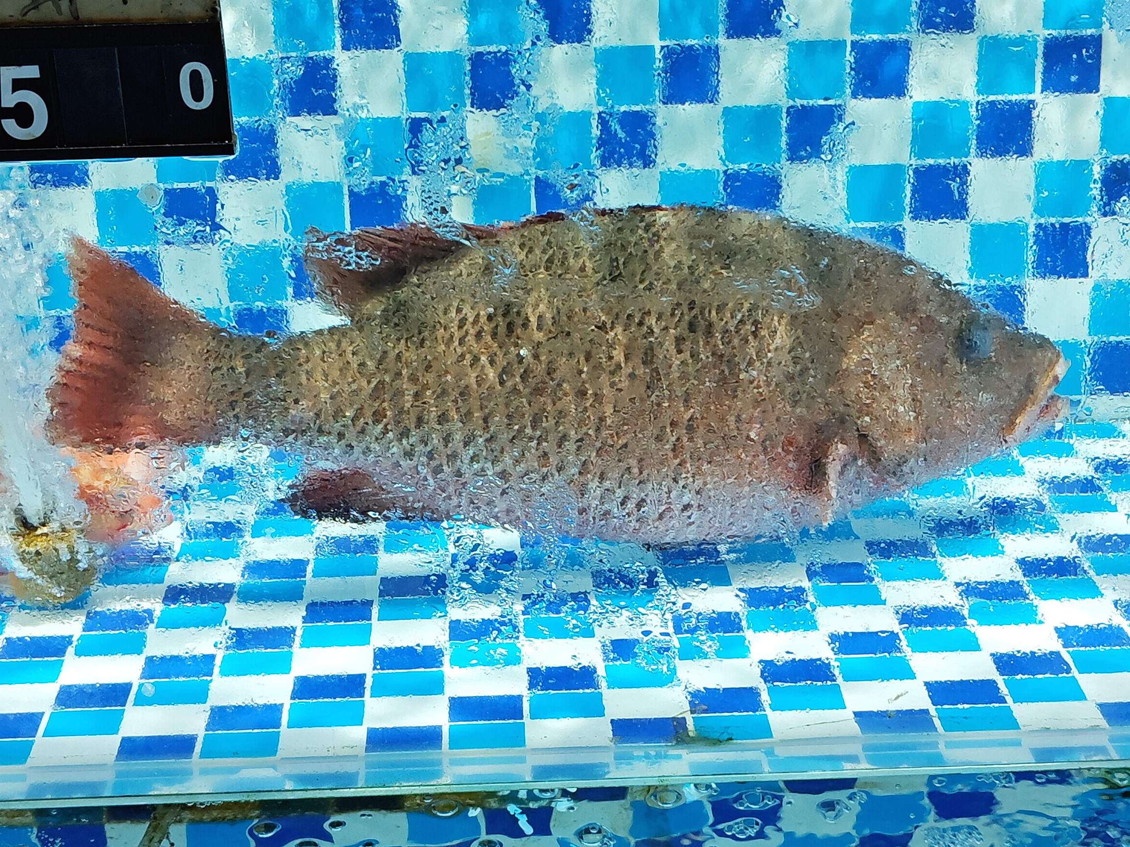 紫红笛鲷，俗名红友鱼。南方近海常见的海鱼，幼鱼能上溯到纯淡水生活。它肉质有点粗，