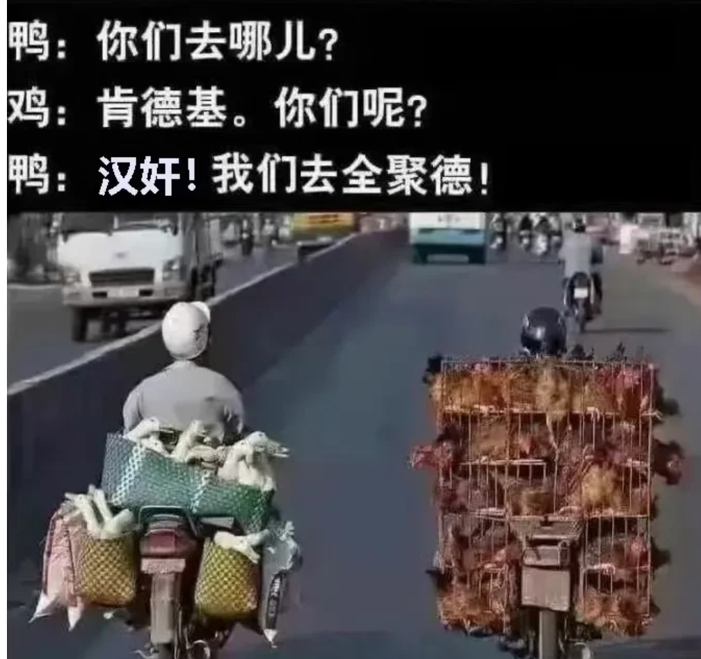 这张充满讽刺意味的图片里面鸭子与鸡之间的对话，不仅让人会心一笑，更让我们看到了网