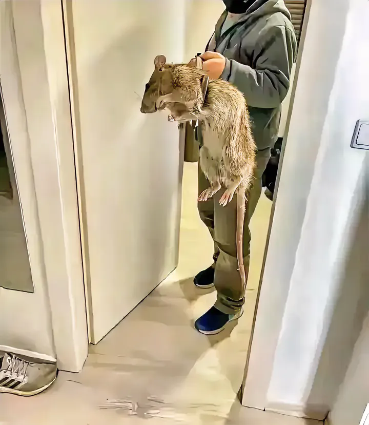 吓死人了，东莞一名男子住宅旁边有个食堂，每天很多剩菜剩饭，导致很多老鼠出没，男子