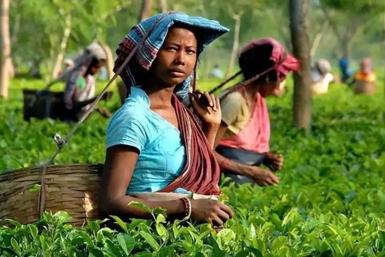 中国为什么还要从印度进口茶叶？

很简单，我们的茶叶被偷了，茶叶间谍罗伯特·福均