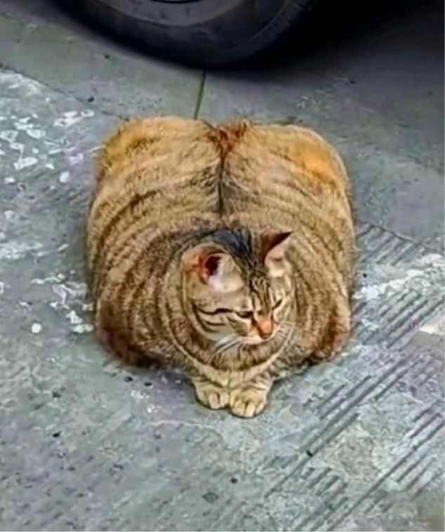 下班回家的路上看到了一只奇怪的猫咪，胖胖的身躯，感觉像是一个头有两个身体一样，有
