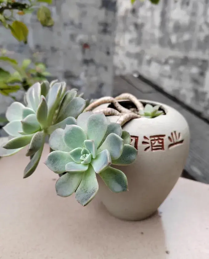 好厉害！退休老人用空酒瓶养花，土豪抢着买