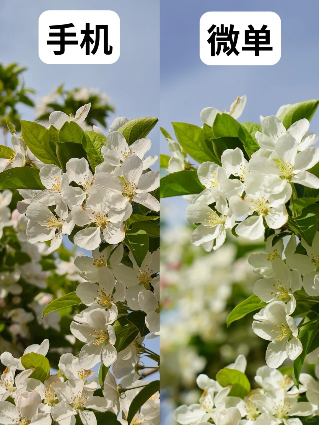 总感觉相机拍照，有种手机拍不出的精致感……
📱小米14ultra
📷索尼A7