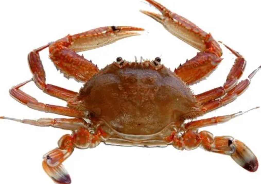 专家辟谣针眼螃蟹是被注射了兴奋剂，不管是否真假，只证明了一件事情，食品领域安全诚