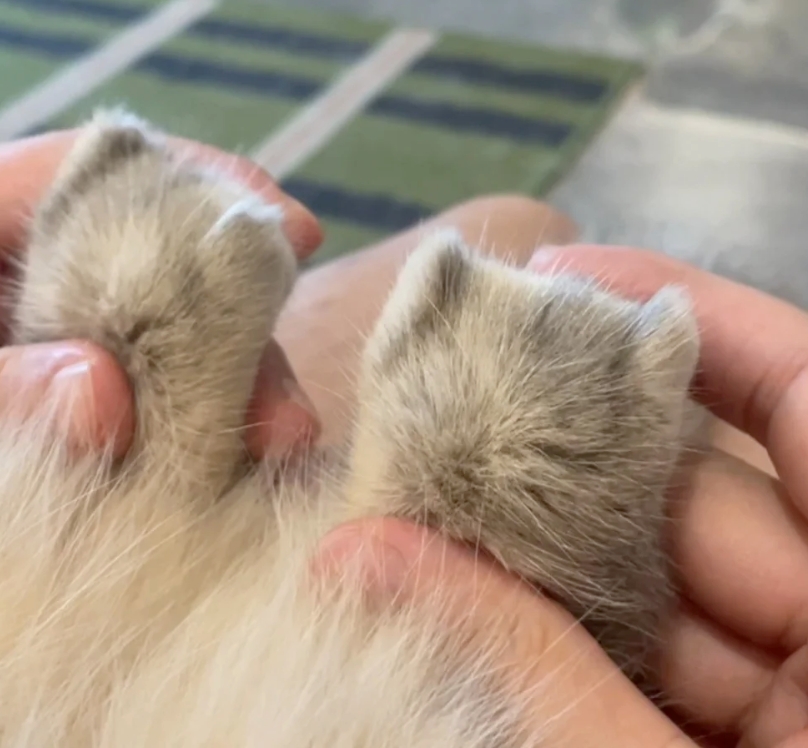 原来每只猫jio还藏了一只小猫，快试试你家猫的小jiojio！