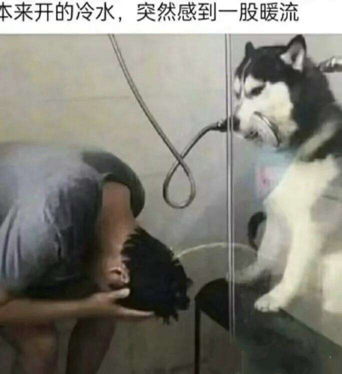 狗子要挨打了