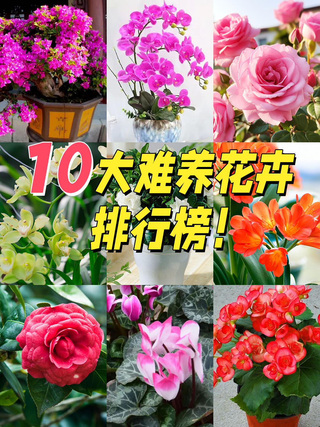 十大最难养的花，你都养过哪些？