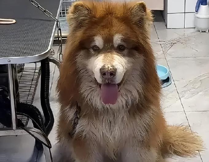 陈乔恩为网红狗“艾特”发声！
 
首先要搞清楚啊本来不送去那边，也要被安乐死的。