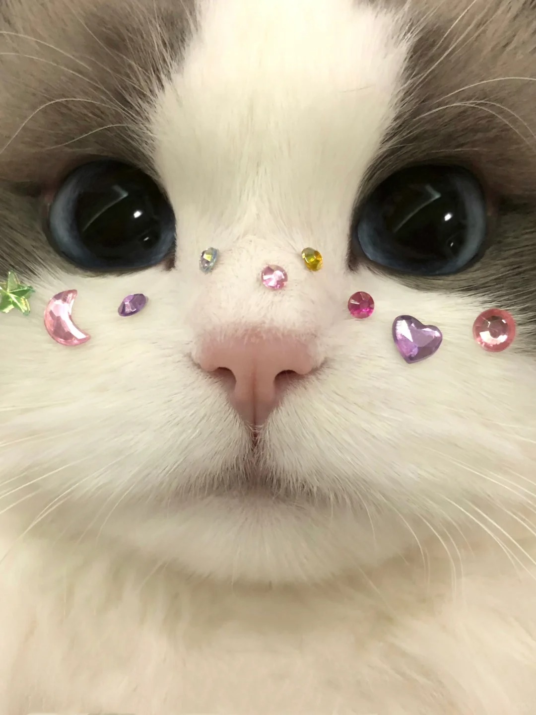 这种小猫到底是谁在谈？
当然是幸福的我喽
最喜欢在家打扮小猫噜(  ིྀ•༝• 