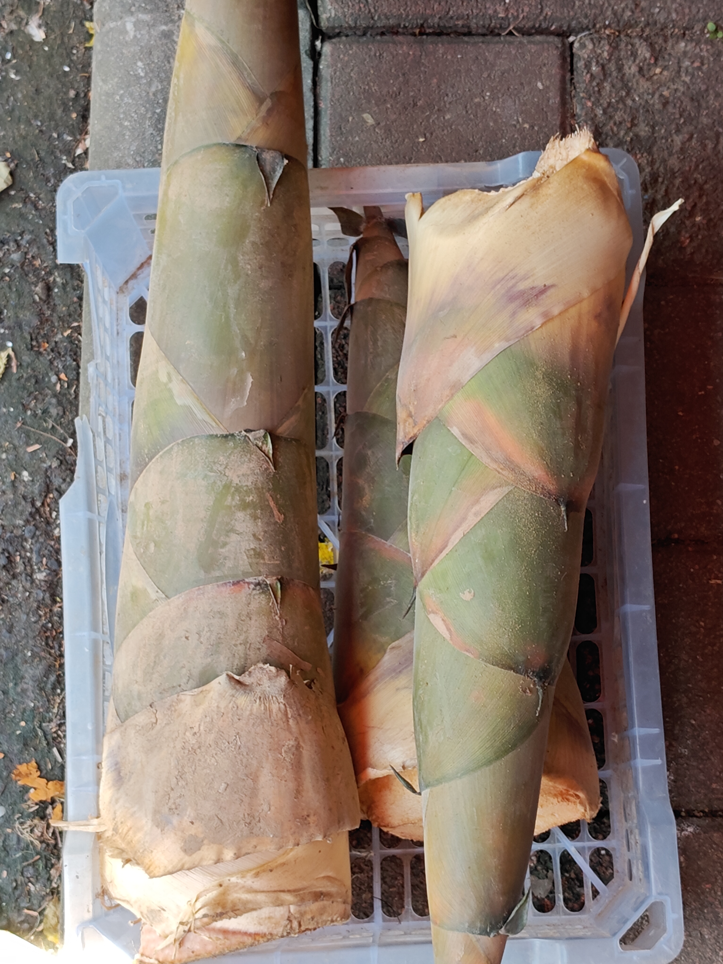 夏天的麻竹笋广州有上市了，一起来重温这篇《英德西牛麻竹笋，揭阳埔田麻竹笋，都是靓