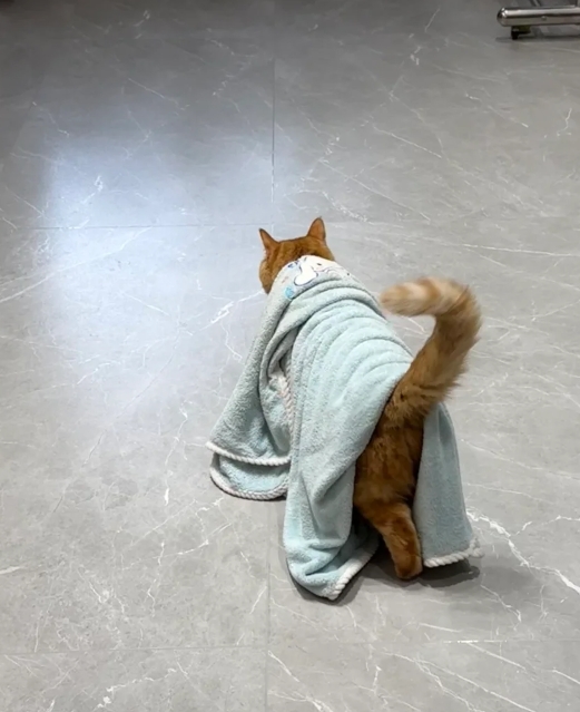 盖着被子走来走去的猫
