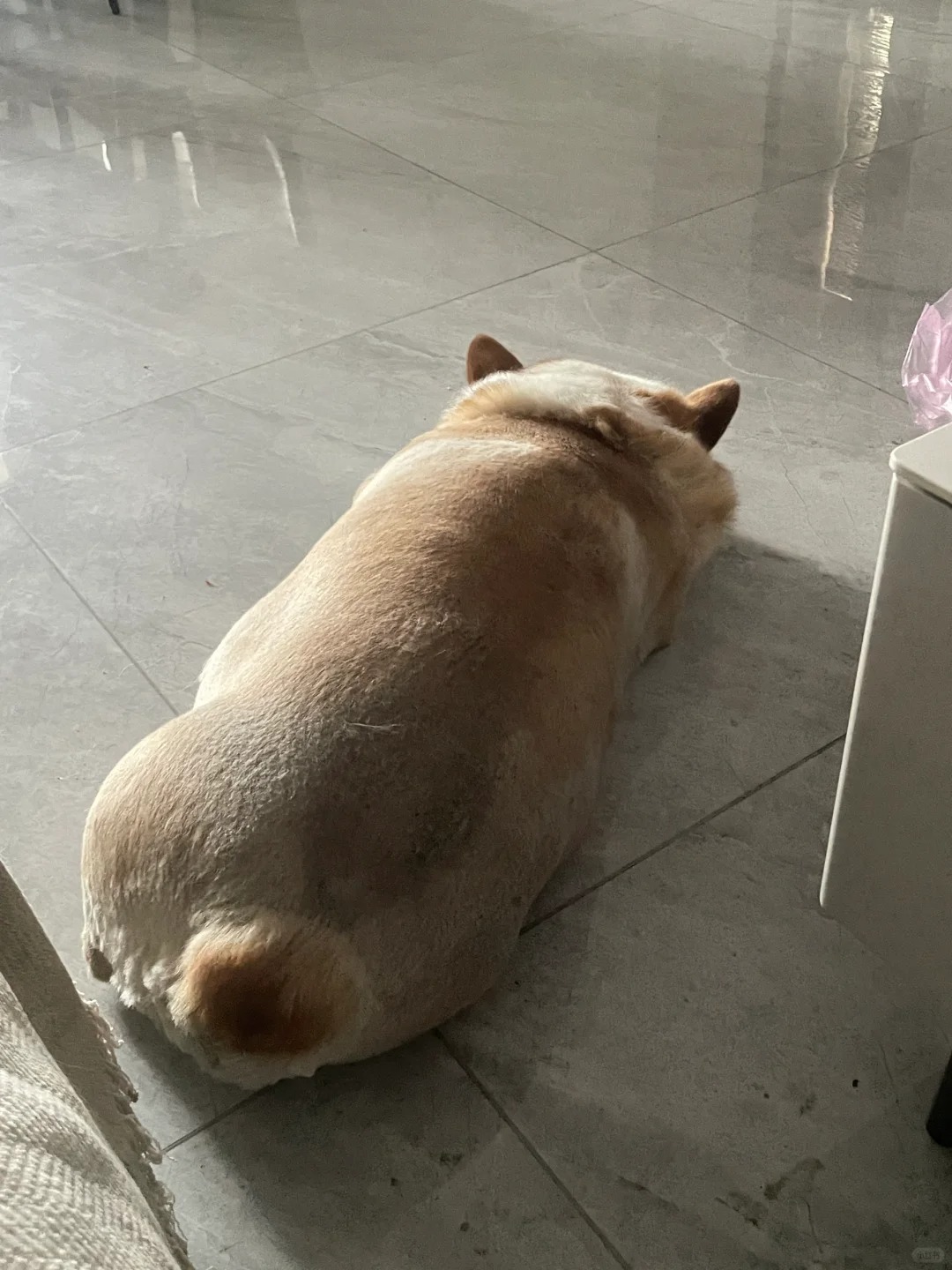 肉肉
谁还分得清肉肉和小猪🐖的区别呀