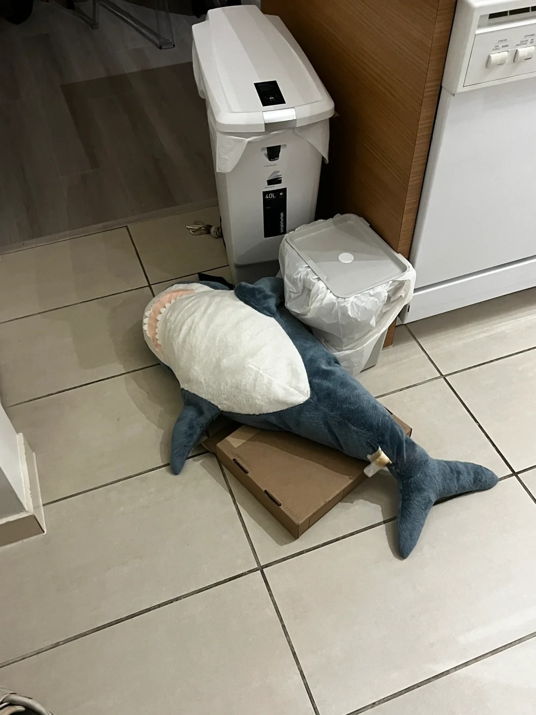 猫每天坚持把鲨鱼拖到门口
或者塞进猫隧道🤨
坏东西