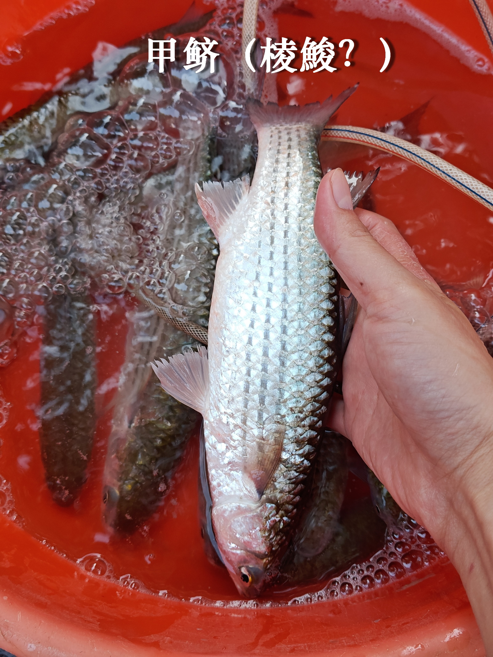 甲鲚，正名可能是棱鮻，大的30一斤。它的背部中线，有一隆起的棱脊，就像身披盔甲一