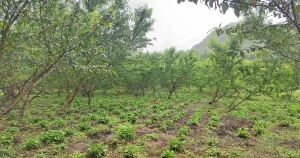 云南，一男子承包180亩土地种植果树，为了能在果树非挂果期增加收入，男子在果树中