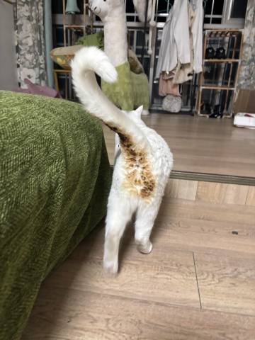 今天成火烧屁股猫了。。。