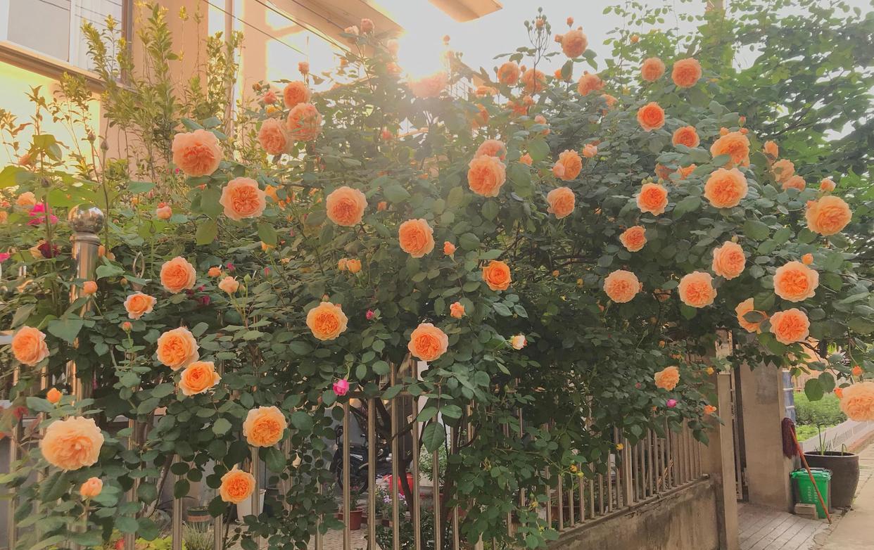 






 春季养花季，养棵“玛格丽特王妃”吧，最优秀的藤本月季花之一，植株
