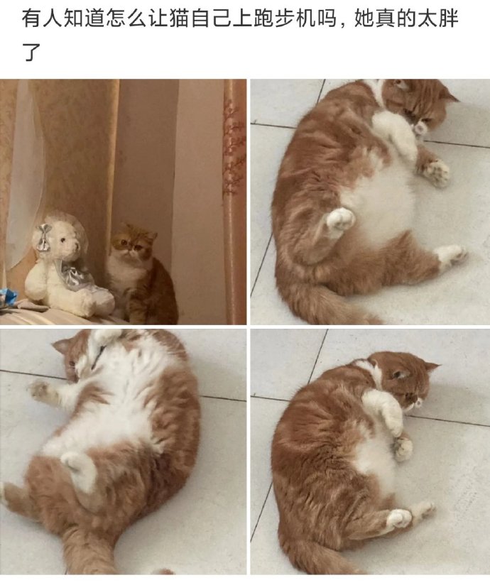 有人知道怎么让猫自己上跑步机吗？
