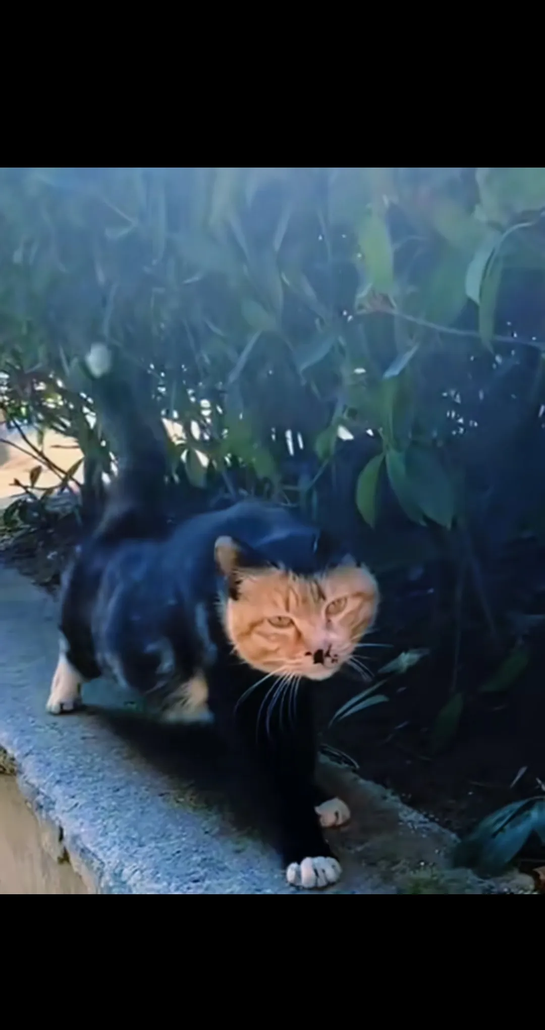 有着特殊颜值的流浪猫
