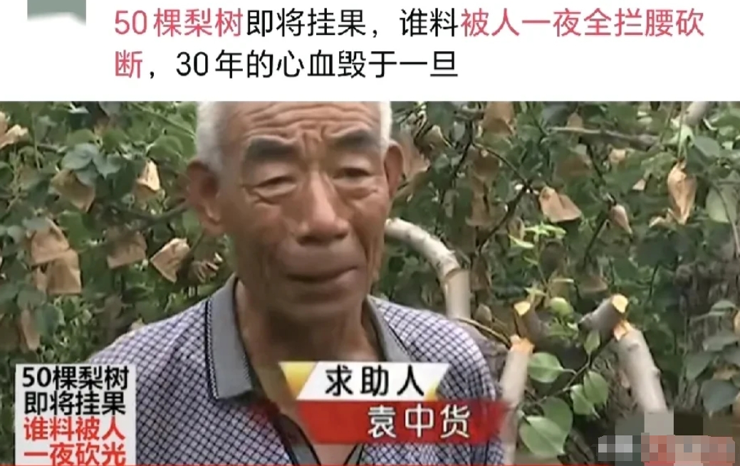 石家庄，一大爷种了50棵梨树，每年长得梨子能卖2万多，梨树长了有30年，树上的梨
