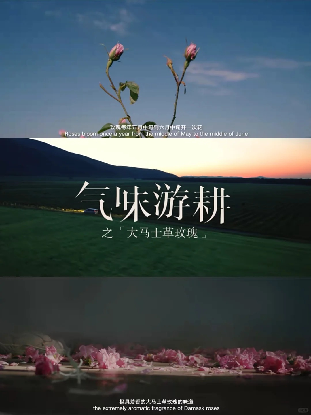 妈耶‼️i人必看‼️充满花香的纪录片