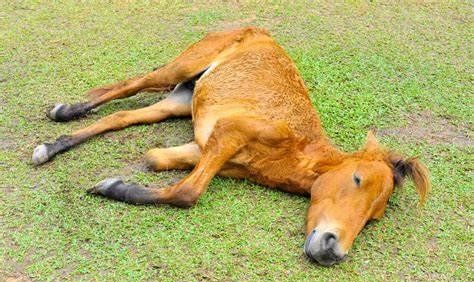 马腿断了会死因为太折腾

                           
