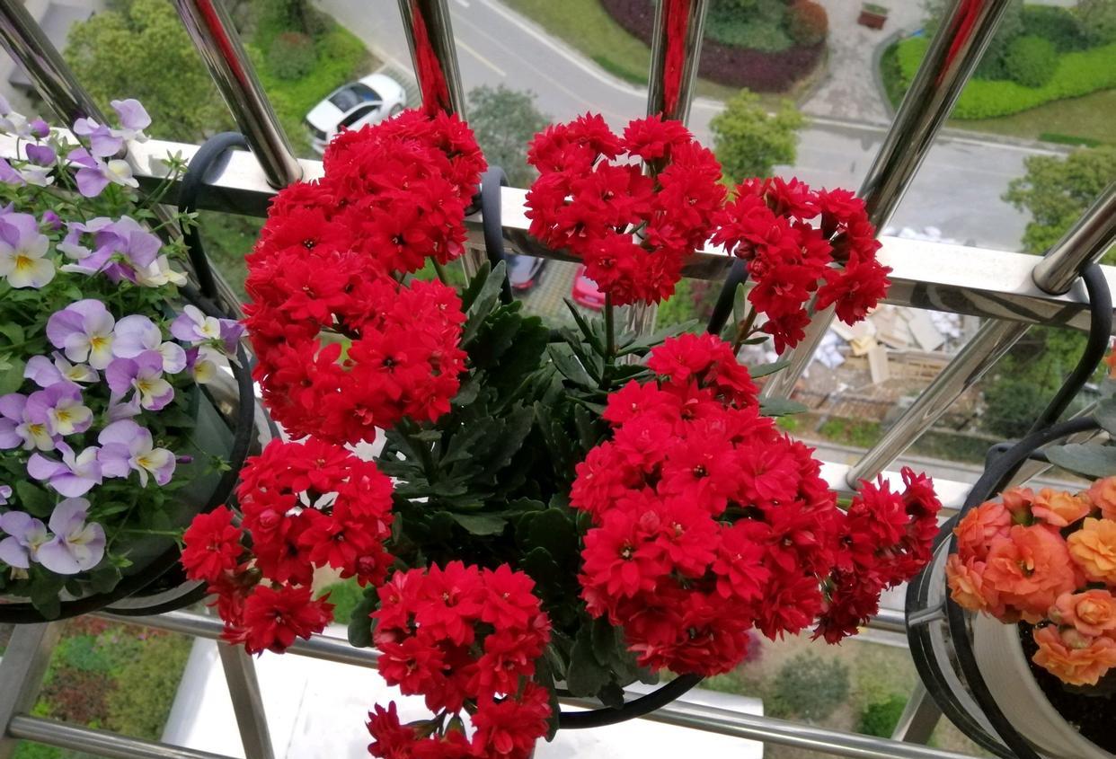 家里可以养盆这种花——长寿花“茹比”，也叫非洲红宝石，植株低矮小巧，高只有二三十