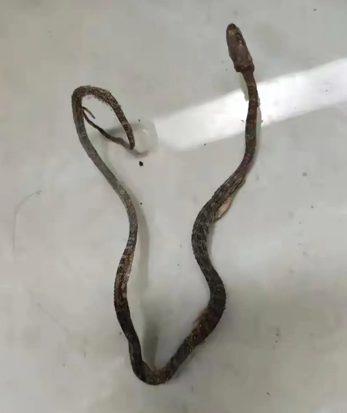 今天上午在家里面打扫卫生的时候，在楼上的的卫生间门缝里面发现了这个，因为楼上是给