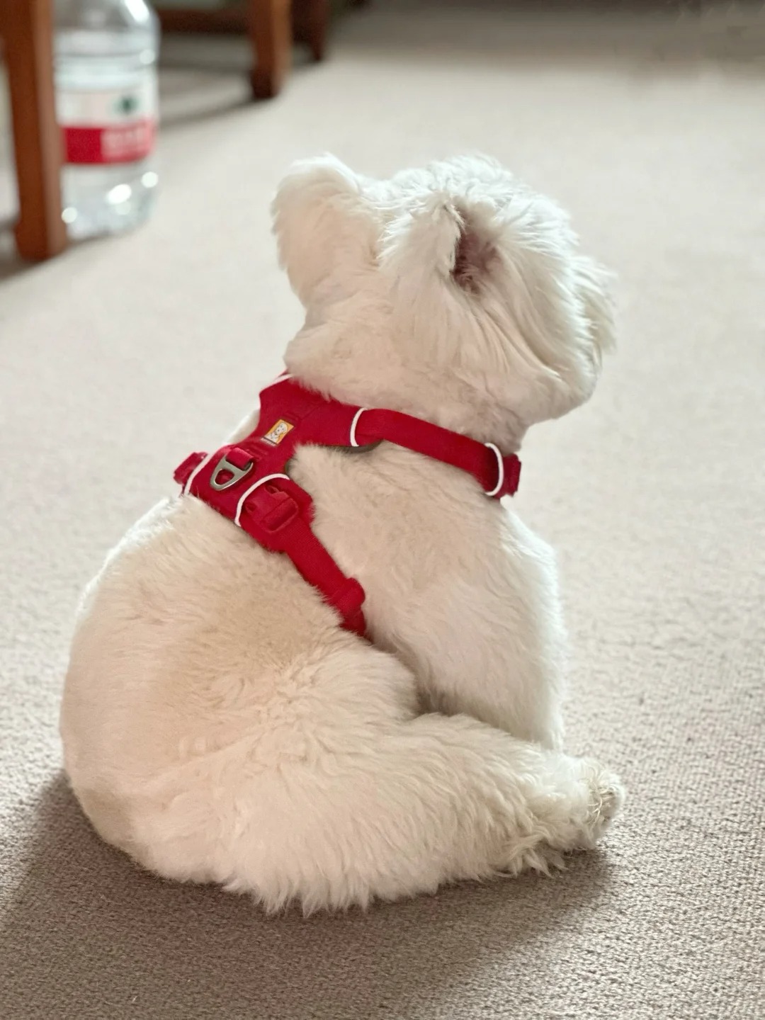 完美的腰臀比
哈哈哈 这下谁还分得清小狗和小猪？
新年的新色胸背红红火火
