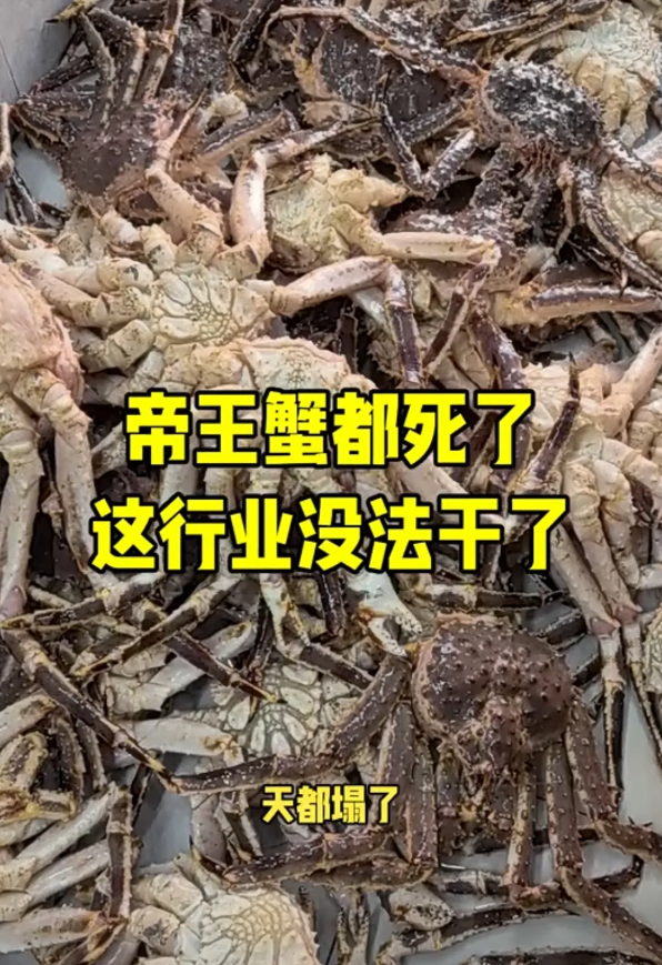 有网友说帝王蟹今年太难卖了。进来的货卖不出去，一批一批的的死去，生意做不下去了。