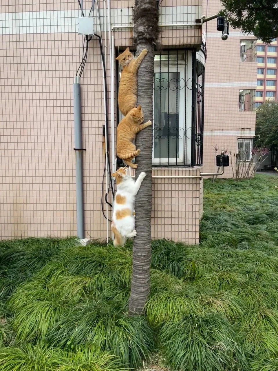看，树上的猫咪有三只
看到一句话，“共情到底是诅咒还是奖赏？”
有人答：“是善良
