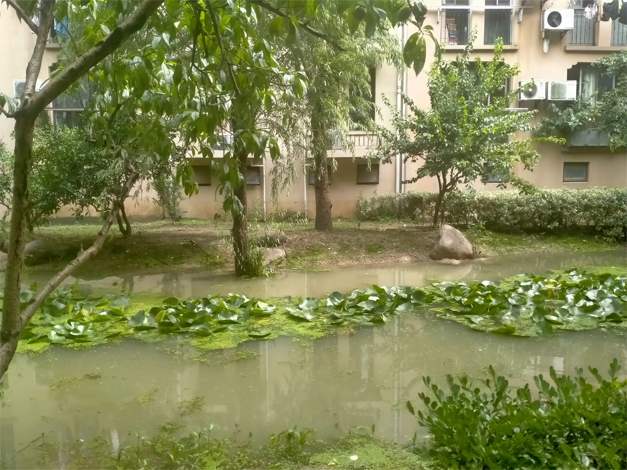 苏州近段时间一直都在下雨，听说梅雨季节一共有二十几天，不过还好，已经过了十几天，