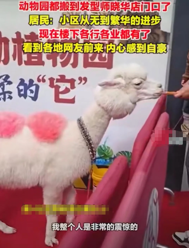 我真的不行了，怀化文旅局又开始发力了，铺路、特警、小吃街都不够，竟然还能在晓华店