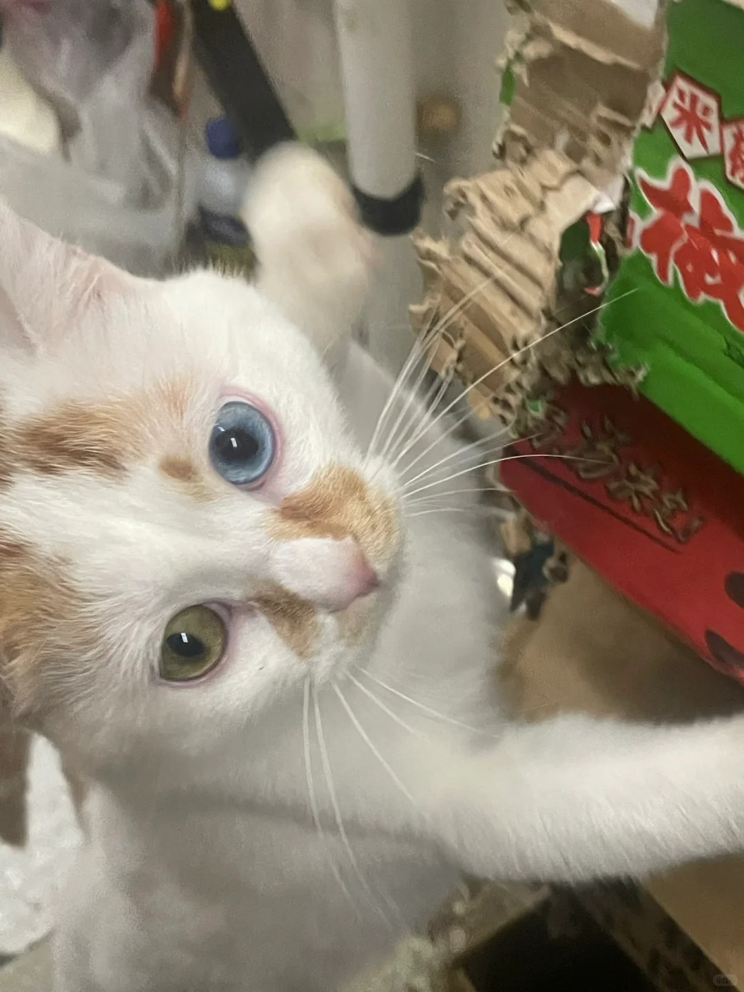 守了1.2年的库房，没人要就放生。
成都成华区
这只猫猫一直生活在一个连锁超市的