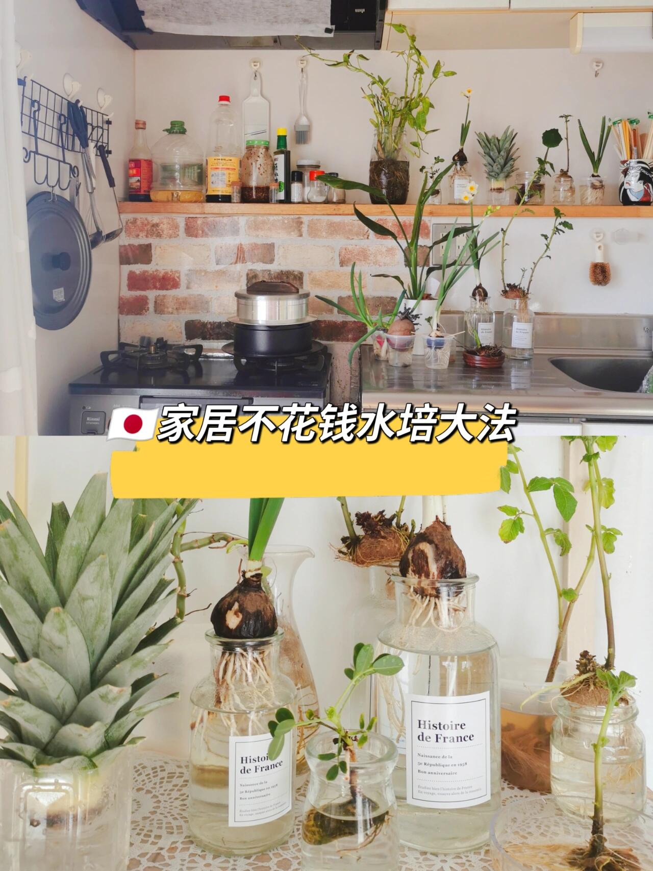 水培绿植，让生活气息自然流淌