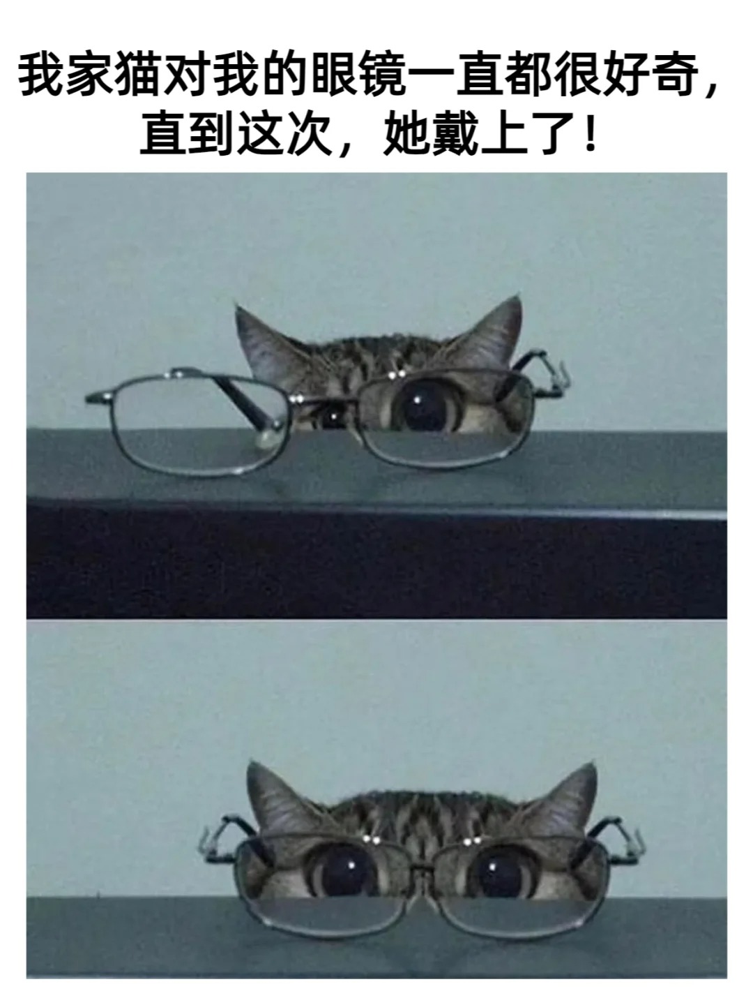 这卡姿兰大眼睛！！更可爱了！
宝，你很适合戴眼镜诶
什么物种戴眼镜都比人类好看